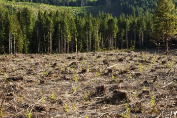 Solutions to Deforestation